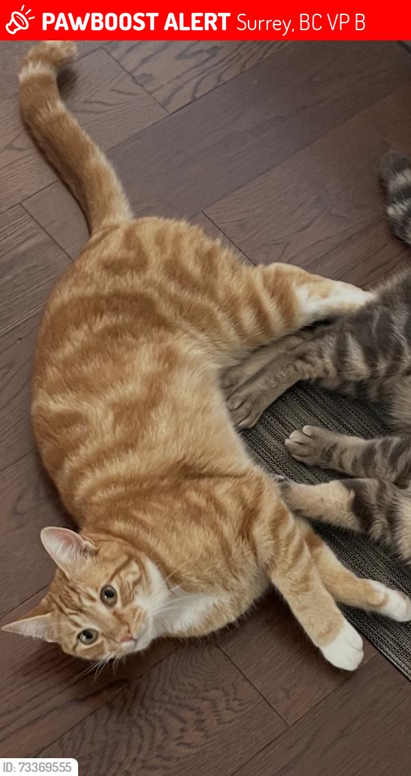 Lost Male Cat last seen 28ave and king George blvd, Surrey, BC V4P 1B8