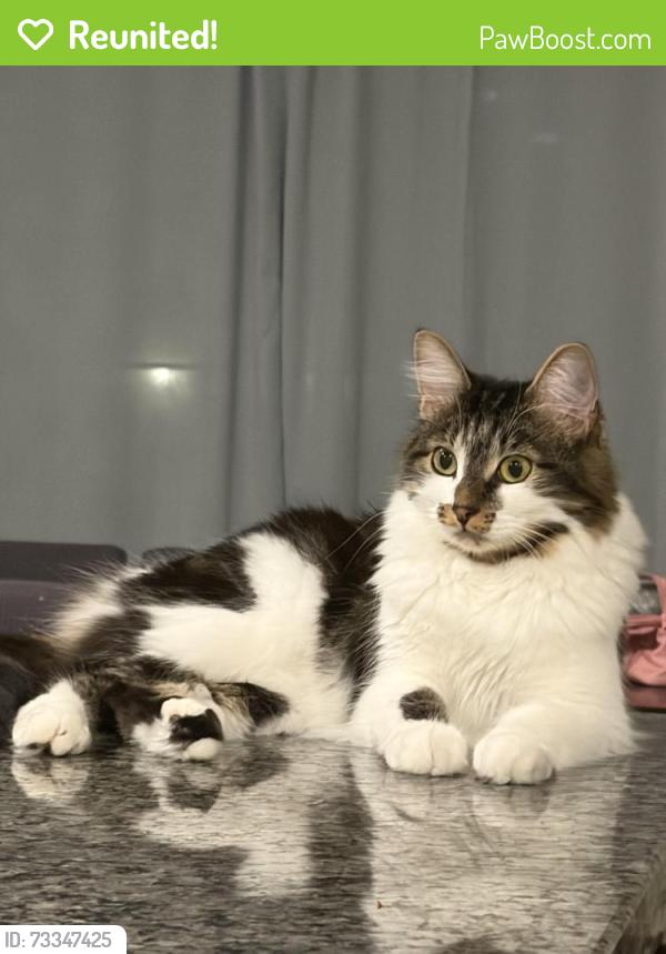 Reunited Female Cat last seen Osprey Ave, Chino, CA 91708
