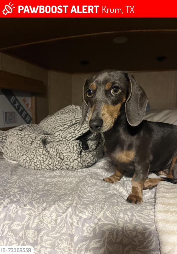 Lost Female Dog last seen Stocker Airport, Krum, TX 76249