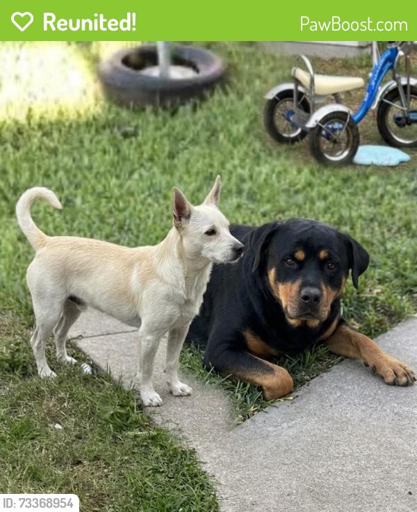 Reunited Male Dog last seen West Guth Park, Rand Morgan, Tuloso Midway Middle school, Corpus Christi, TX 78410