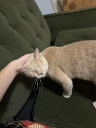 Reunited Male Cat last seen Tahoe Dr, Norman, OK 73071