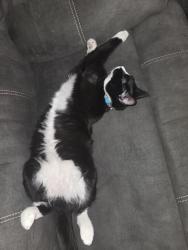 Reunited Male Cat last seen Candlish and Amberwant, Reynoldsburg, OH 43068