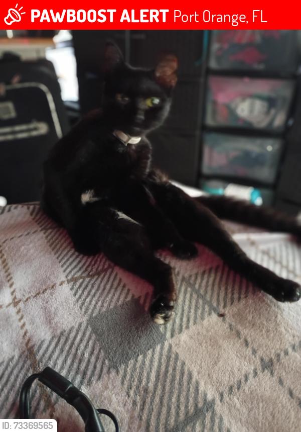 Lost Female Cat last seen Dunlawton Bridge Park/Bird Island, Port Orange, FL 32127