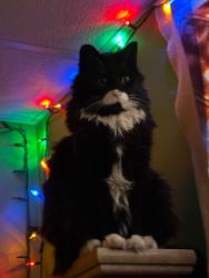 Lost Male Cat last seen Near Ave and 50 st Bon Accord, Ab, Bon Accord, AB T0A 0K0