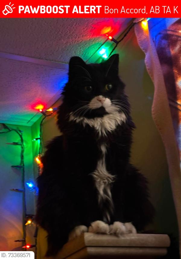Lost Male Cat last seen Near Ave and 50 st Bon Accord, Ab, Bon Accord, AB T0A 0K0