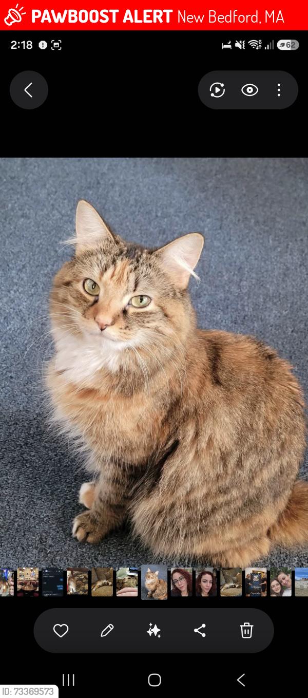 Lost Female Cat last seen Maple st, New Bedford, MA 02740