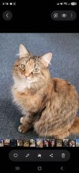 Lost Female Cat last seen Maple st, New Bedford, MA 02740