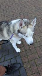 Found/Stray Male Dog last seen Burnley Bus Station, Lancashire, England BB11 2AE