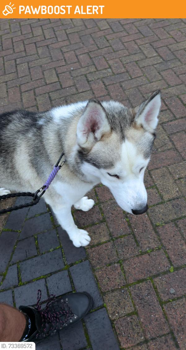 Found/Stray Male Dog last seen Burnley Bus Station, Lancashire, England BB11 2AE