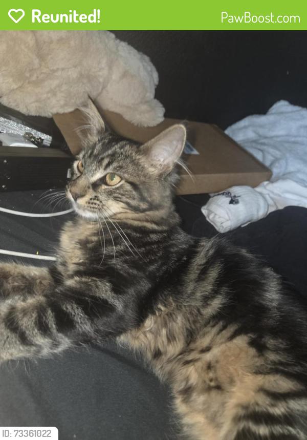 Reunited Female Cat last seen Vandergrift, Oceanside, CA 92057
