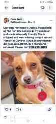 Reunited Female Dog last seen El Camino dr, San Bernardino, CA 92404