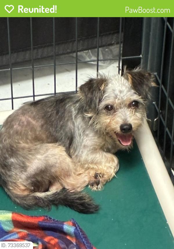Reunited Male Dog last seen Via Bello, San Diego, CA 92111
