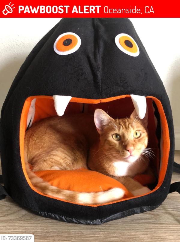 Lost Male Cat last seen Mesa Drive, Oceanside, CA 92054