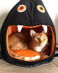Lost Male Cat last seen Mesa Drive, Oceanside, CA 92054