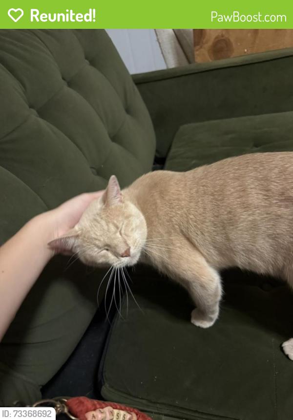 Reunited Male Cat last seen Tahoe Dr, Norman, OK 73071