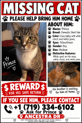 Lost Male Cat last seen Legend oak, Fountain, CO 80817