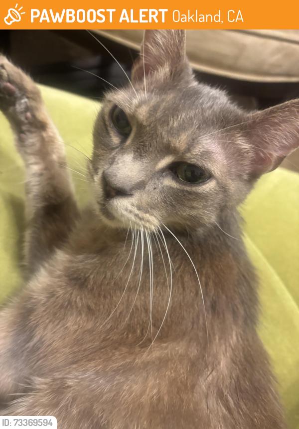 Found/Stray Male Cat last seen 9th st and MLK Blvd, Oakland, CA 94607