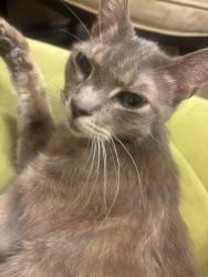 Found/Stray Male Cat last seen 9th st and MLK Blvd, Oakland, CA 94607