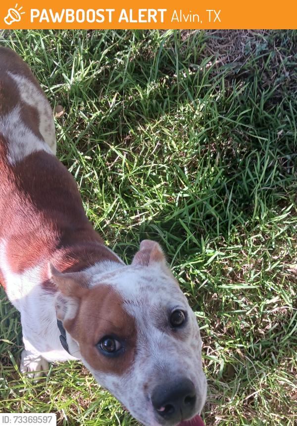 Found/Stray Unknown Dog last seen Near by Brazoria County animal control, Alvin, TX 77511