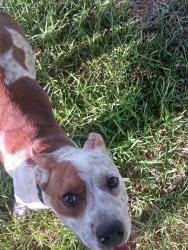 Found/Stray Unknown Dog last seen Near by Brazoria County animal control, Alvin, TX 77511