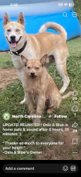 Lost Male Dog last seen Near anchor dr, alexander 28701, Alexander, NC 28701
