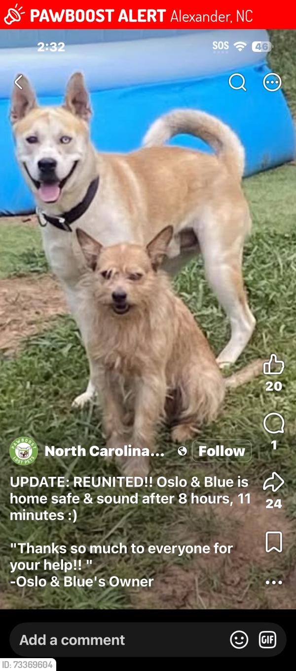 Lost Male Dog last seen Near anchor dr, alexander 28701, Alexander, NC 28701