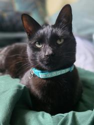 Reunited Male Cat last seen New Cross, Greater London, England SE14 5DN