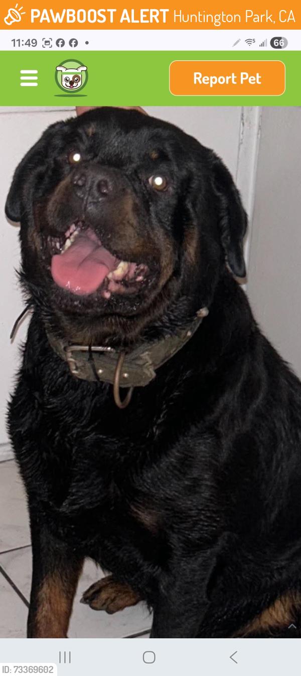 Found/Stray Male Dog last seen Gage, Huntington Park, CA 90255