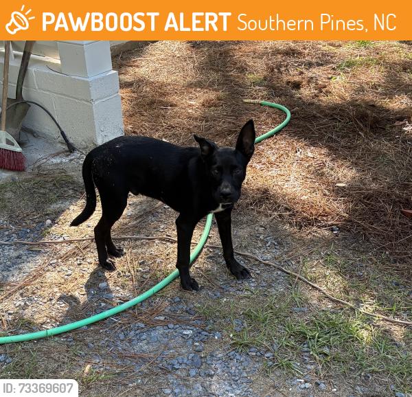 Found/Stray Male Dog last seen W New York Avenue Southern Pines NC, Southern Pines, NC 28387