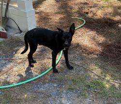 Found/Stray Male Dog last seen W New York Avenue Southern Pines NC, Southern Pines, NC 28387