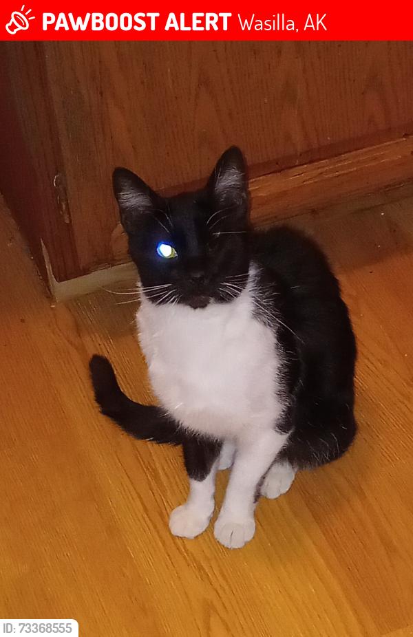 Lost Male Cat last seen Near S. Birch Cove Dr., Wasilla, AK 99623