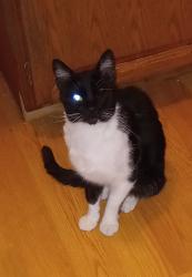 Lost Male Cat last seen Near S. Birch Cove Dr., Wasilla, AK 99623