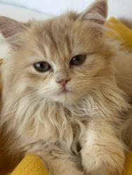 Lost Female Cat last seen Lake ave, Newport Beach, CA 92663