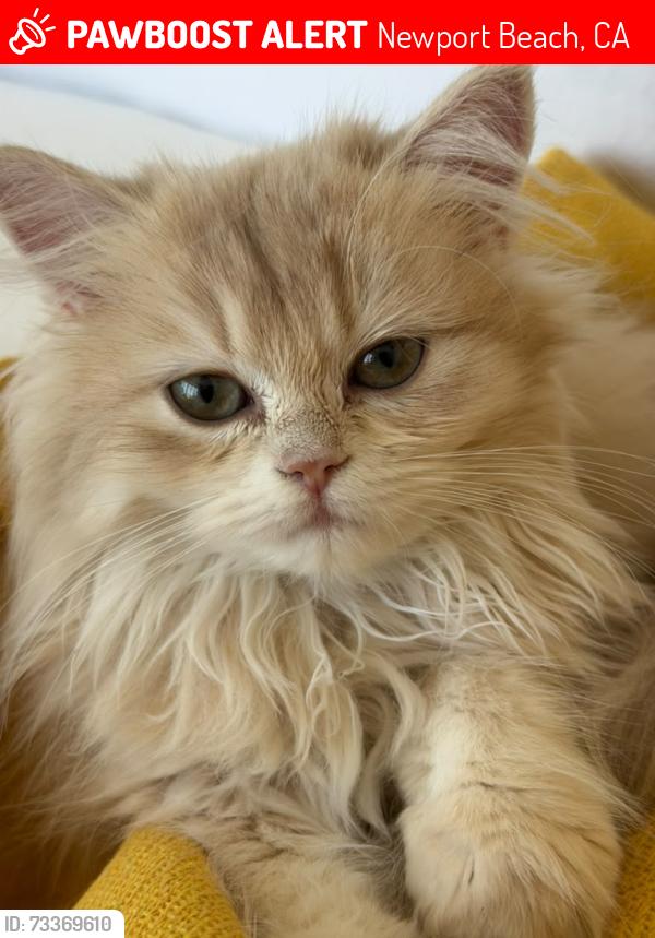 Lost Female Cat last seen Lake ave, Newport Beach, CA 92663
