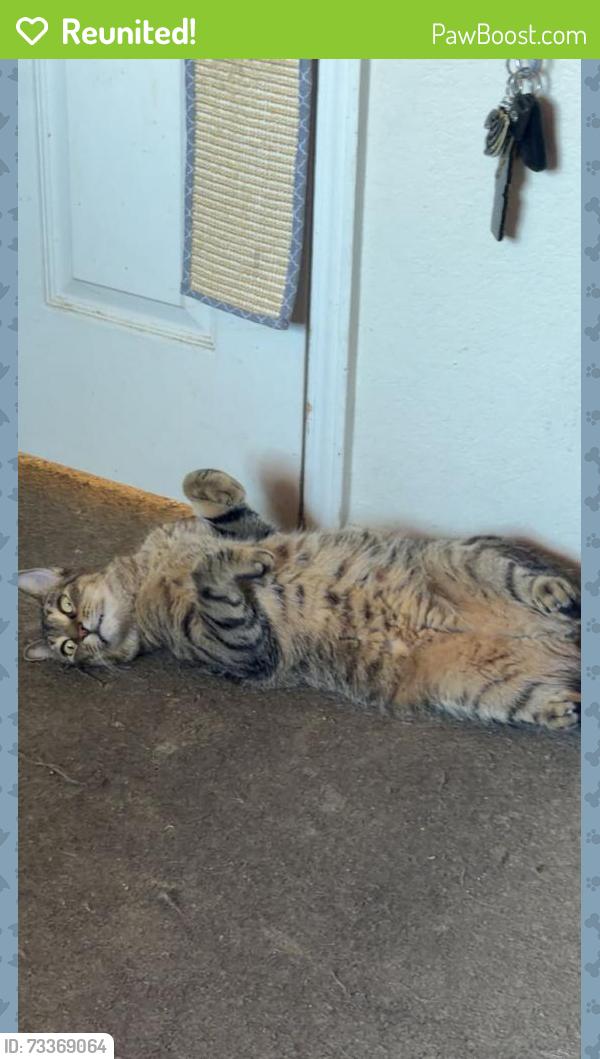 Reunited Male Cat last seen Marianopolis Way, backyards, San Diego, CA 92129