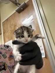 Shelter Stray Female Cat last seen MOREY AVE & NORWOOD AVE, 2127 Front St, Sacramento, CA 95818, USA