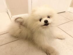 Reunited Male Dog last seen Near Culver Dr, Irvine, CA 92612, USA, Irvine, CA 92612