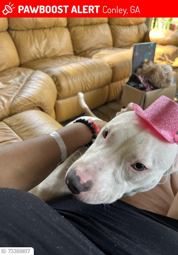 Lost Male Dog last seen Murray lake, Conley, GA 30288