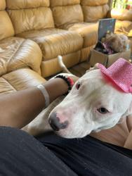 Lost Male Dog last seen Murray lake, Conley, GA 30288