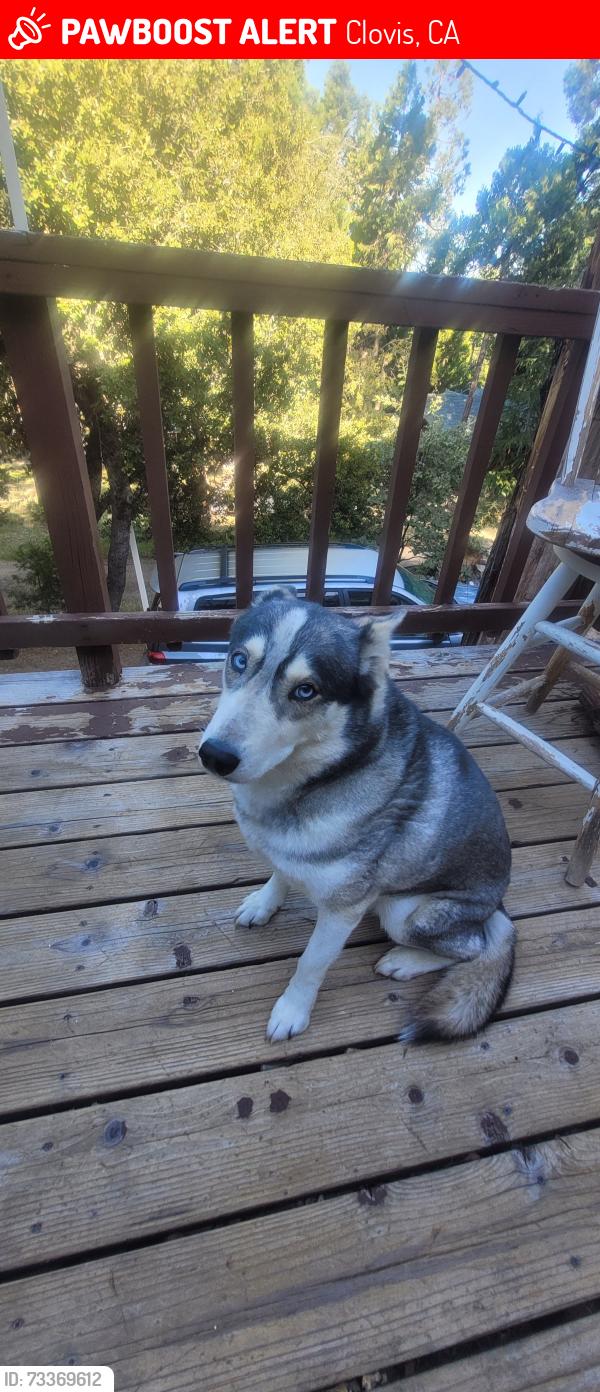 Lost Female Dog last seen Old Town Clovis, Clovis, CA 93612