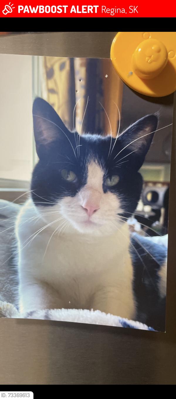 Lost Female Cat last seen South side of Rochdale and Courtney, Regina, SK 