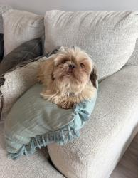 Reunited Female Dog last seen Near Henry Pl, Clarksville, TN 37042
