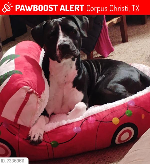 Lost Female Dog last seen Near HEB on Port, Corpus Christi, TX 78405