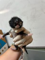 Shelter Stray Female Cat last seen Near BLOCK BLOSSOM RIDGE, 2020 Forest St, Jacksonville, FL 32204, USA