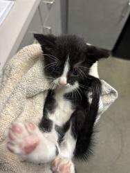 Shelter Stray Male Cat last seen 8TH AVE, 2020 Forest St, Jacksonville, FL 32204, USA