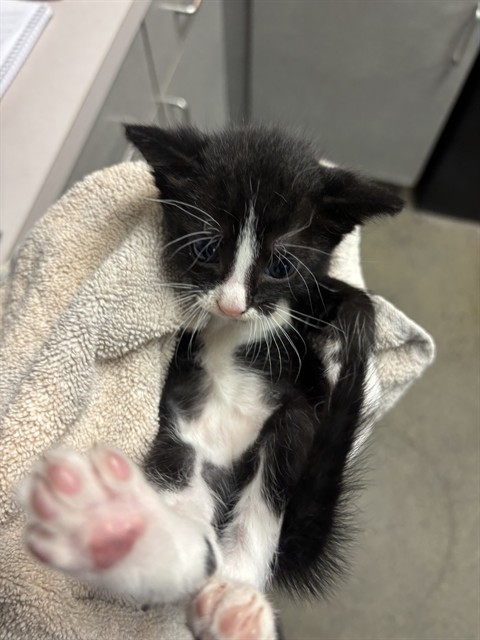 Shelter Stray Male Cat last seen 8TH AVE, 2020 Forest St, Jacksonville, FL 32204, USA