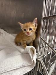 Shelter Stray Male Cat last seen FOUR ACHER, 2020 Forest St, Jacksonville, FL 32204, USA