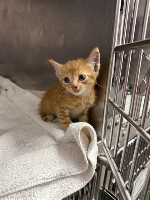 Shelter Stray Male Cat last seen FOUR ACHER, 2020 Forest St, Jacksonville, FL 32204, USA