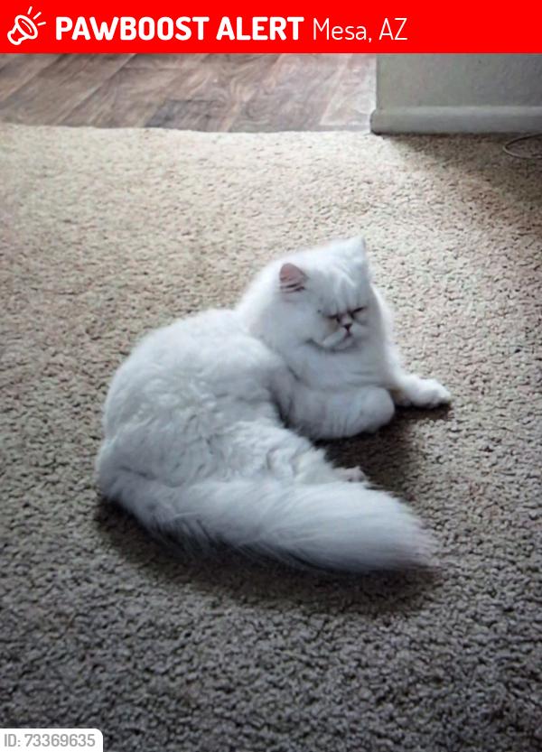 Lost Female Cat last seen Mesa, Mesa, AZ 85201