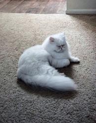 Lost Female Cat last seen Mesa, Mesa, AZ 85201